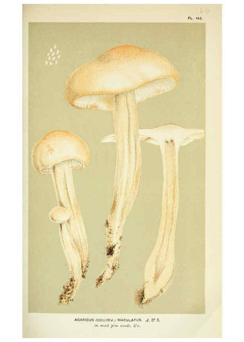Reproducción/Reproduction 6056201534: Illustrations of British fungi (Hymenomycetes) London,Williams and Norgate,1881-91
