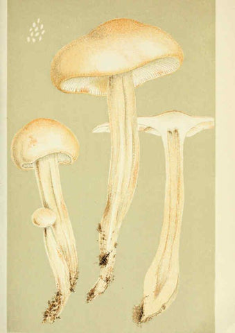 Reproducción/Reproduction 6056201534: Illustrations of British fungi (Hymenomycetes) London,Williams and Norgate,1881-91