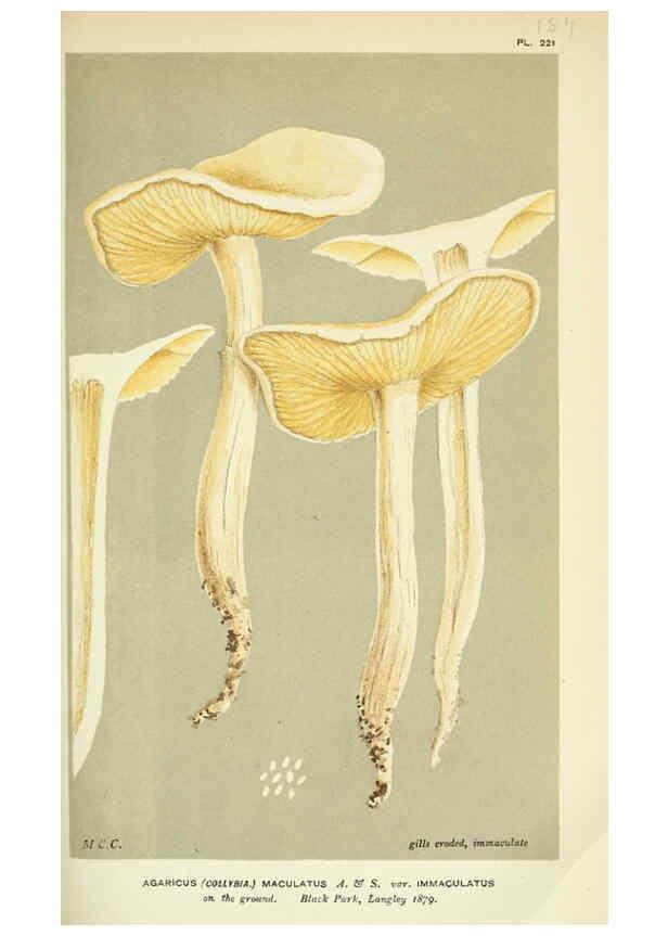 Reproducción/Reproduction 6056201820: Illustrations of British fungi (Hymenomycetes) London,Williams and Norgate,1881-91