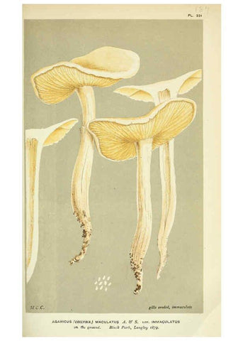 Reproducción/Reproduction 6056201820: Illustrations of British fungi (Hymenomycetes) London,Williams and Norgate,1881-91
