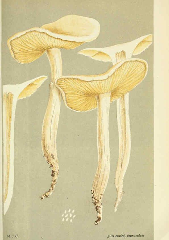 Reproducción/Reproduction 6056201820: Illustrations of British fungi (Hymenomycetes) London,Williams and Norgate,1881-91