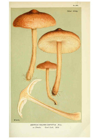 Reproducción/Reproduction 6056202128: Illustrations of British fungi (Hymenomycetes) London,Williams and Norgate,1881-91