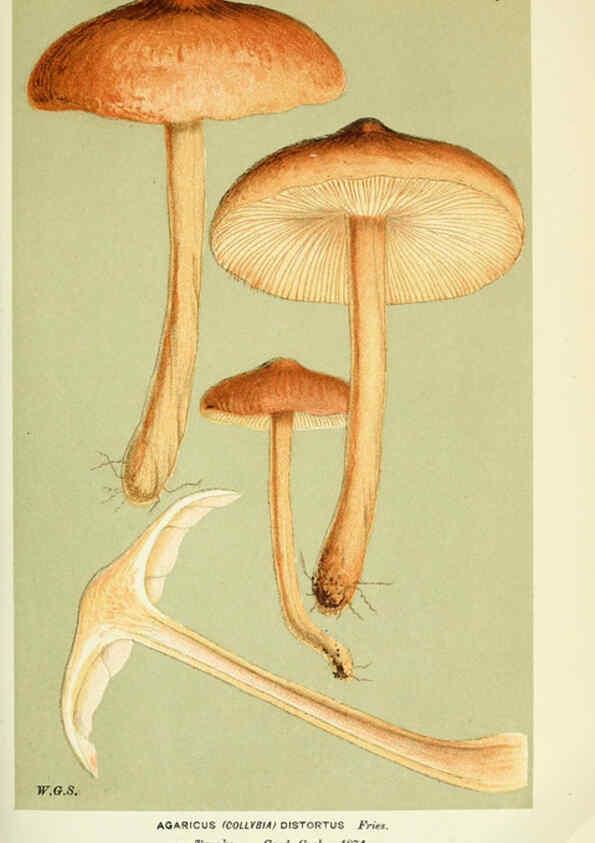 Reproducción/Reproduction 6056202128: Illustrations of British fungi (Hymenomycetes) London,Williams and Norgate,1881-91
