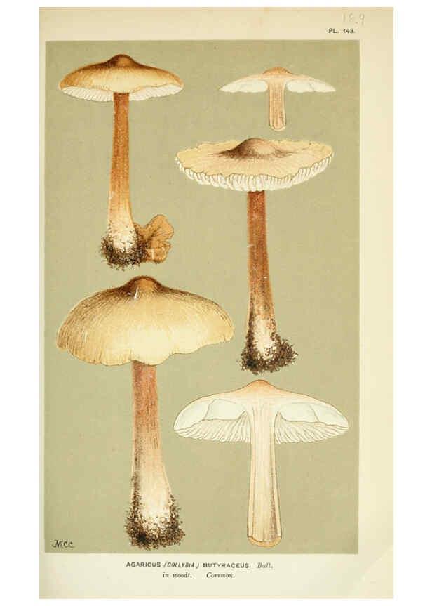 Reproducción/Reproduction 6056202418: Illustrations of British fungi (Hymenomycetes) London,Williams and Norgate,1881-91
