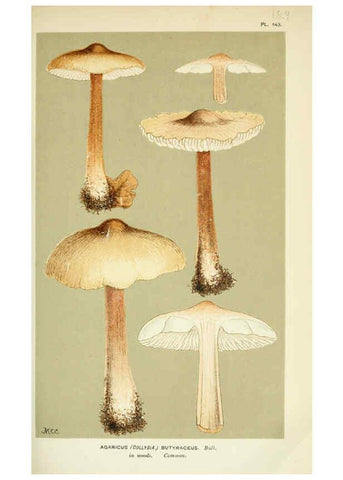 Reproducción/Reproduction 6056202418: Illustrations of British fungi (Hymenomycetes) London,Williams and Norgate,1881-91