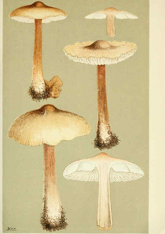 Reproducción/Reproduction 6056202418: Illustrations of British fungi (Hymenomycetes) London,Williams and Norgate,1881-91