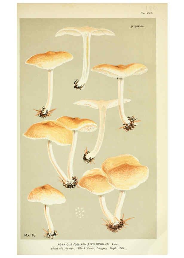 Reproducción/Reproduction 6056202702: Illustrations of British fungi (Hymenomycetes) London,Williams and Norgate,1881-91