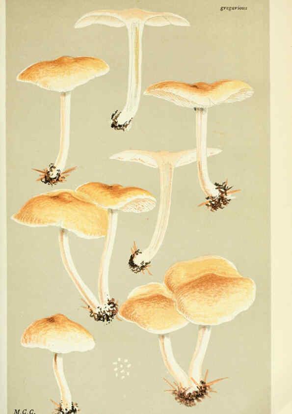 Reproducción/Reproduction 6056202702: Illustrations of British fungi (Hymenomycetes) London,Williams and Norgate,1881-91