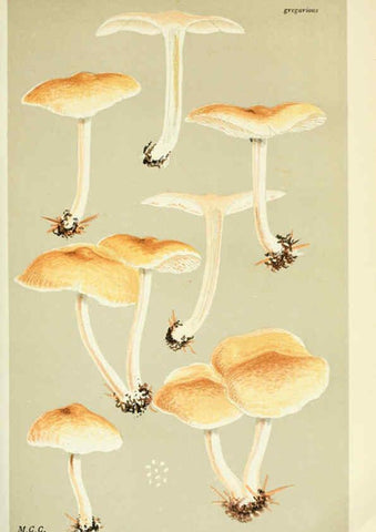 Reproducción/Reproduction 6056202702: Illustrations of British fungi (Hymenomycetes) London,Williams and Norgate,1881-91