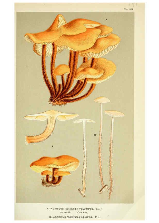 Reproducción/Reproduction 6056203006: Illustrations of British fungi (Hymenomycetes) London,Williams and Norgate,1881-91