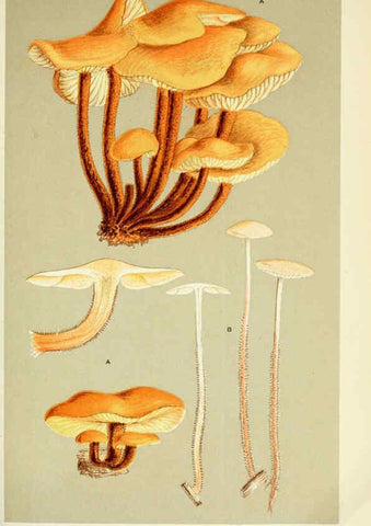Reproducción/Reproduction 6056203006: Illustrations of British fungi (Hymenomycetes) London,Williams and Norgate,1881-91
