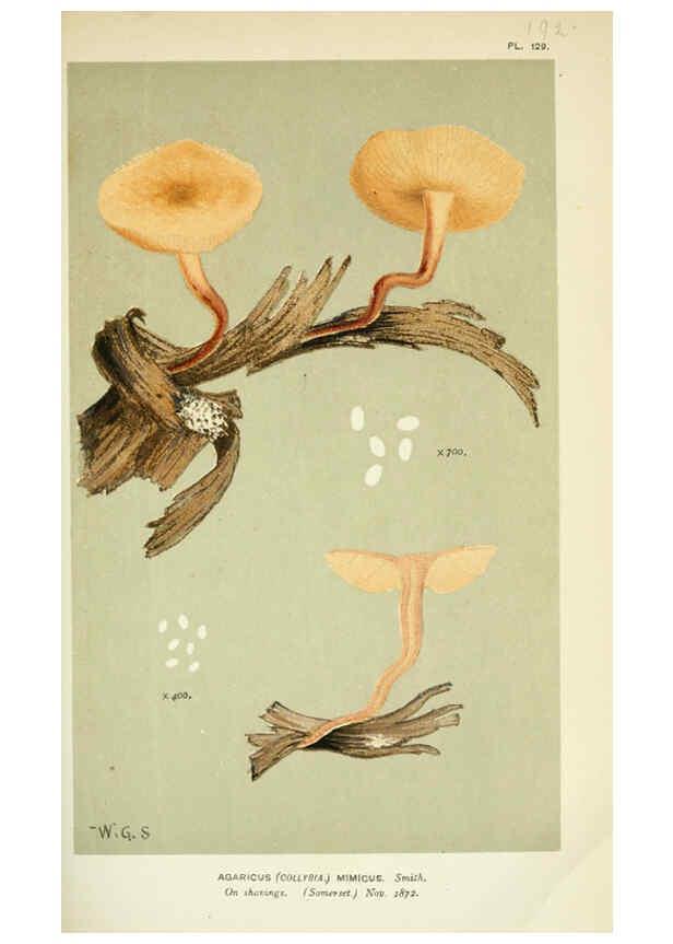 Reproducción/Reproduction 6056203228: Illustrations of British fungi (Hymenomycetes) London,Williams and Norgate,1881-91