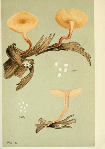Reproducción/Reproduction 6056203228: Illustrations of British fungi (Hymenomycetes) London,Williams and Norgate,1881-91