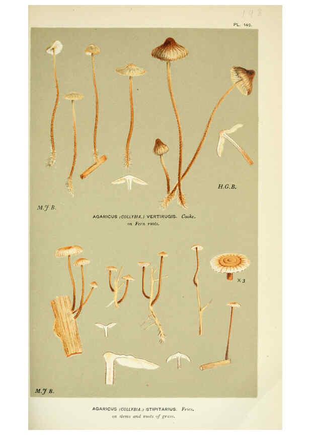 Reproducción/Reproduction 6056203394: Illustrations of British fungi (Hymenomycetes) London,Williams and Norgate,1881-91