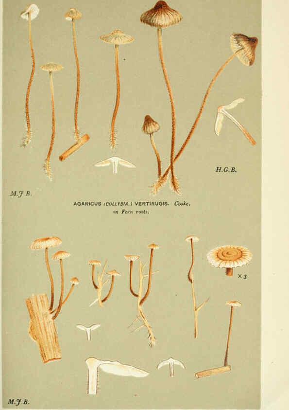 Reproducción/Reproduction 6056203394: Illustrations of British fungi (Hymenomycetes) London,Williams and Norgate,1881-91