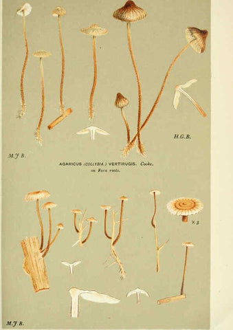 Reproducción/Reproduction 6056203394: Illustrations of British fungi (Hymenomycetes) London,Williams and Norgate,1881-91