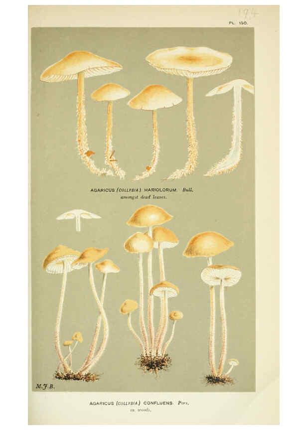 Reproducción/Reproduction 6055656569: Illustrations of British fungi (Hymenomycetes) London,Williams and Norgate,1881-91
