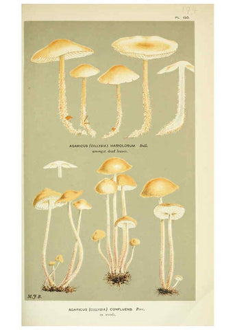 Reproducción/Reproduction 6055656569: Illustrations of British fungi (Hymenomycetes) London,Williams and Norgate,1881-91