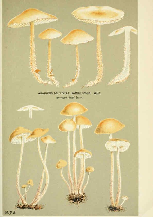 Reproducción/Reproduction 6055656569: Illustrations of British fungi (Hymenomycetes) London,Williams and Norgate,1881-91