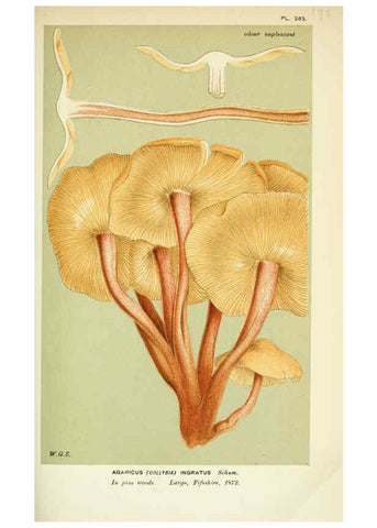 Reproducción/Reproduction 6055656995: Illustrations of British fungi (Hymenomycetes) London,Williams and Norgate,1881-91