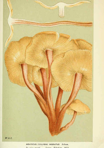 Reproducción/Reproduction 6055656995: Illustrations of British fungi (Hymenomycetes) London,Williams and Norgate,1881-91
