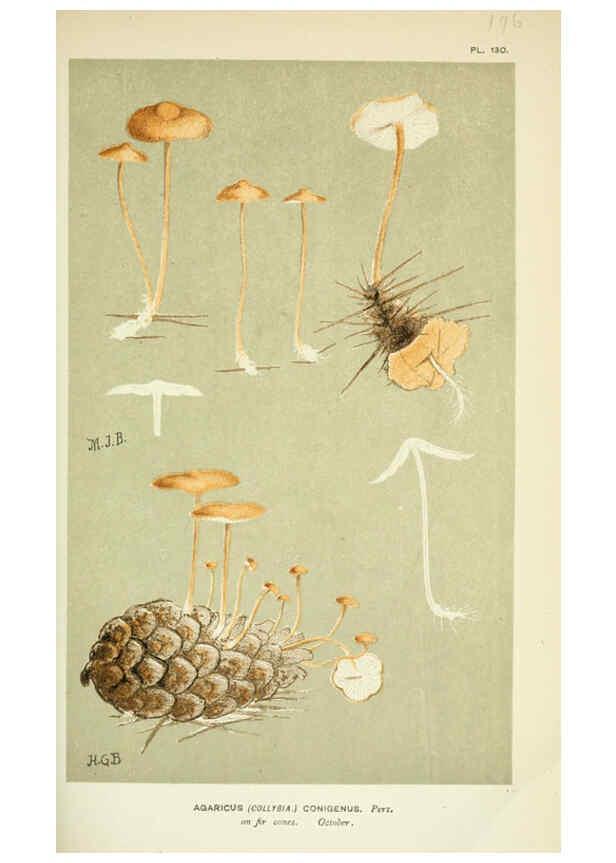 Reproducción/Reproduction 6056204280: Illustrations of British fungi (Hymenomycetes) London,Williams and Norgate,1881-91
