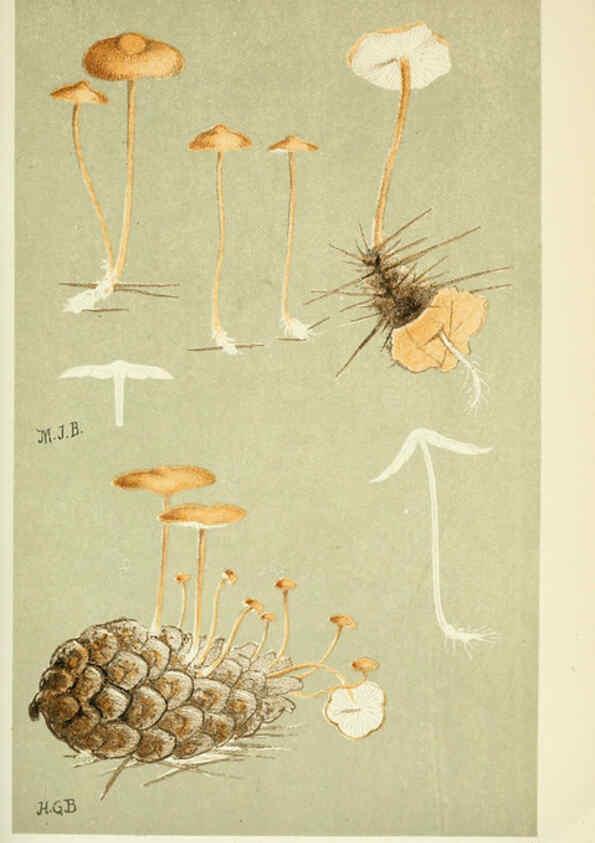 Reproducción/Reproduction 6056204280: Illustrations of British fungi (Hymenomycetes) London,Williams and Norgate,1881-91