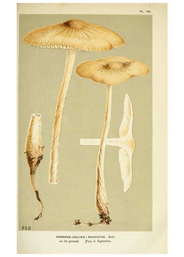 Reproducción/Reproduction 6055653171: Illustrations of British fungi (Hymenomycetes) London,Williams and Norgate,1881-91