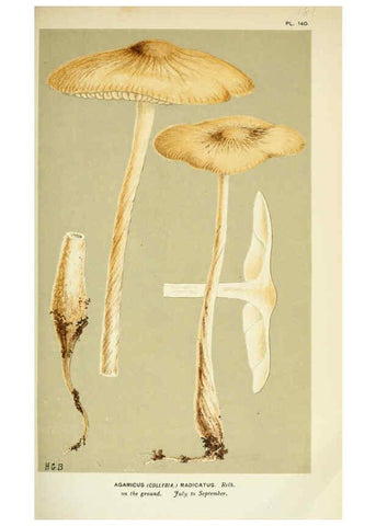 Reproducción/Reproduction 6055653171: Illustrations of British fungi (Hymenomycetes) London,Williams and Norgate,1881-91