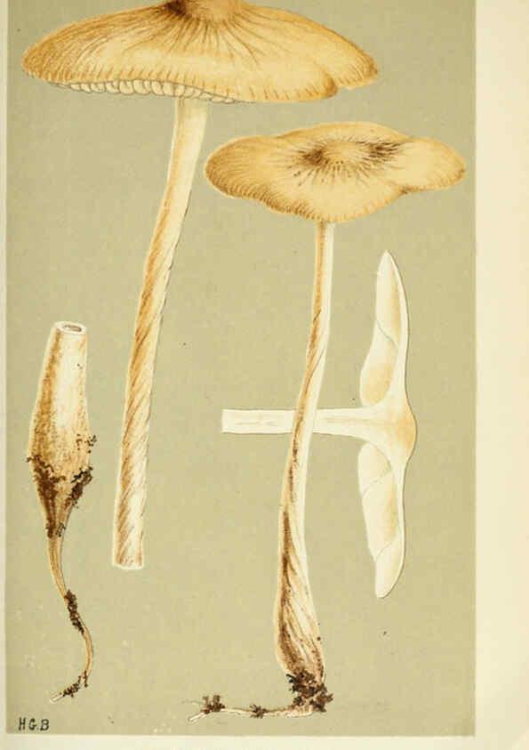 Reproducción/Reproduction 6055653171: Illustrations of British fungi (Hymenomycetes) London,Williams and Norgate,1881-91