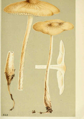 Reproducción/Reproduction 6055653171: Illustrations of British fungi (Hymenomycetes) London,Williams and Norgate,1881-91
