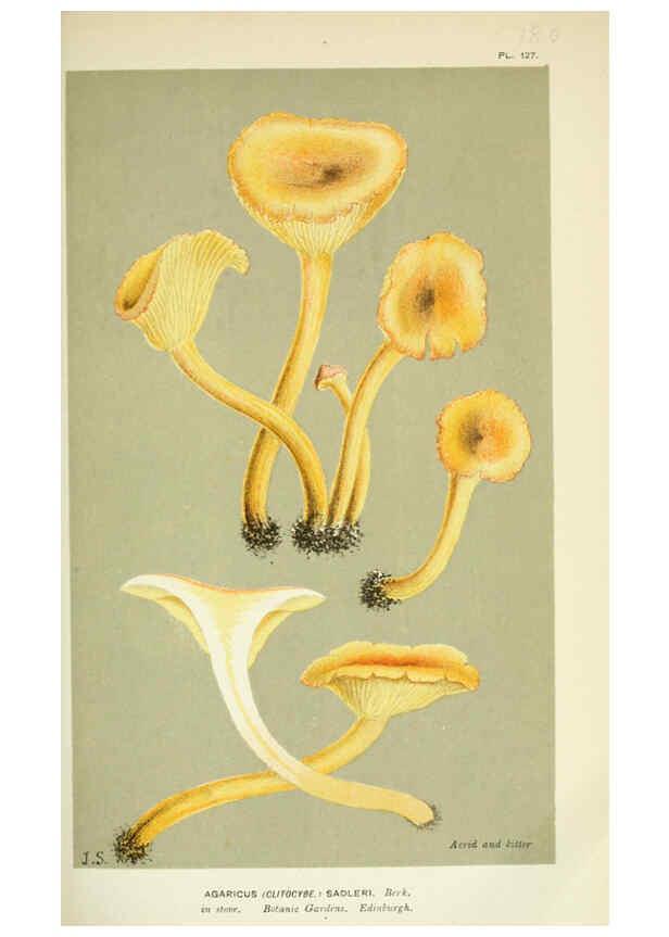Reproducción/Reproduction 6056199712: Illustrations of British fungi (Hymenomycetes) London,Williams and Norgate,1881-91