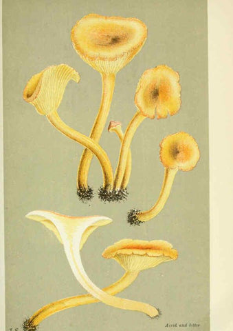 Reproducción/Reproduction 6056199712: Illustrations of British fungi (Hymenomycetes) London,Williams and Norgate,1881-91