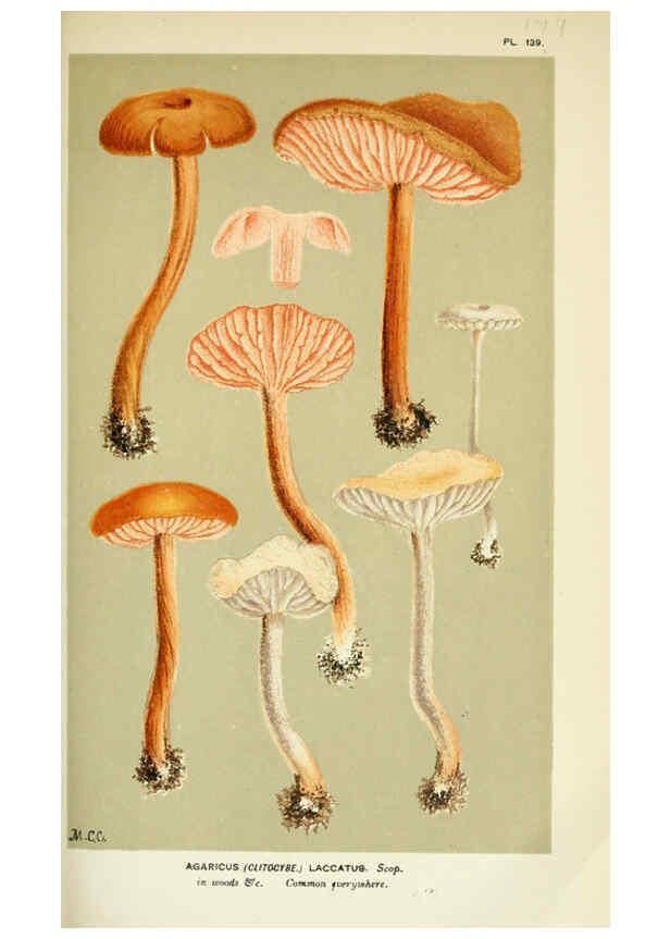 Reproducción/Reproduction 6055652565: Illustrations of British fungi (Hymenomycetes) London,Williams and Norgate,1881-91