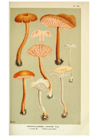Reproducción/Reproduction 6055652565: Illustrations of British fungi (Hymenomycetes) London,Williams and Norgate,1881-91