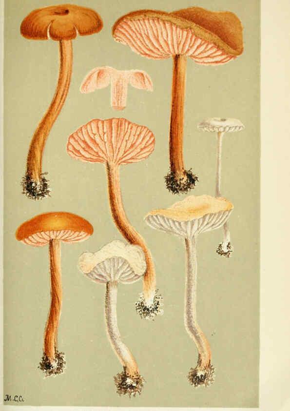 Reproducción/Reproduction 6055652565: Illustrations of British fungi (Hymenomycetes) London,Williams and Norgate,1881-91