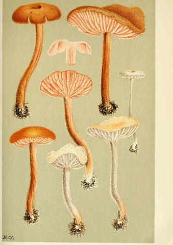 Reproducción/Reproduction 6055652565: Illustrations of British fungi (Hymenomycetes) London,Williams and Norgate,1881-91