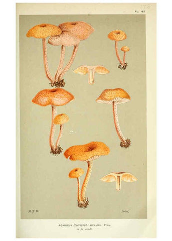 Reproducción/Reproduction 6056199210: Illustrations of British fungi (Hymenomycetes) London,Williams and Norgate,1881-91