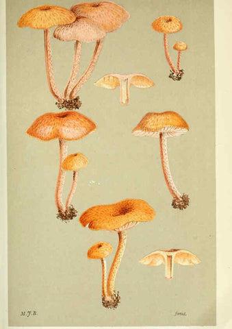 Reproducción/Reproduction 6056199210: Illustrations of British fungi (Hymenomycetes) London,Williams and Norgate,1881-91
