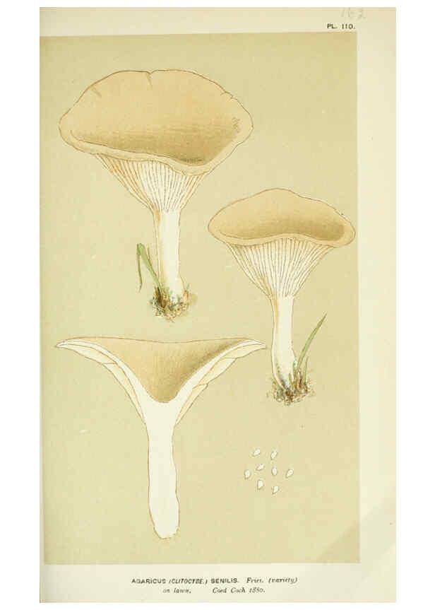 Reproducción/Reproduction 6055647803: Illustrations of British fungi (Hymenomycetes) London,Williams and Norgate,1881-91