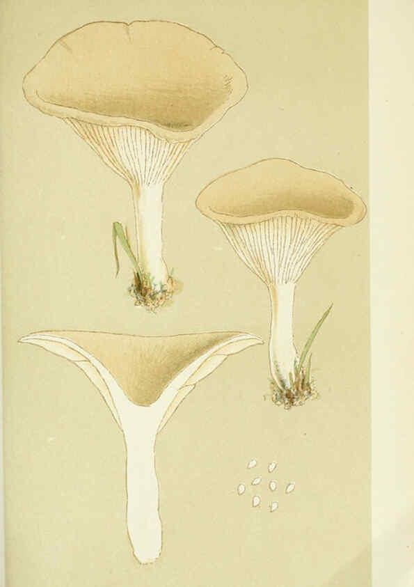 Reproducción/Reproduction 6055647803: Illustrations of British fungi (Hymenomycetes) London,Williams and Norgate,1881-91