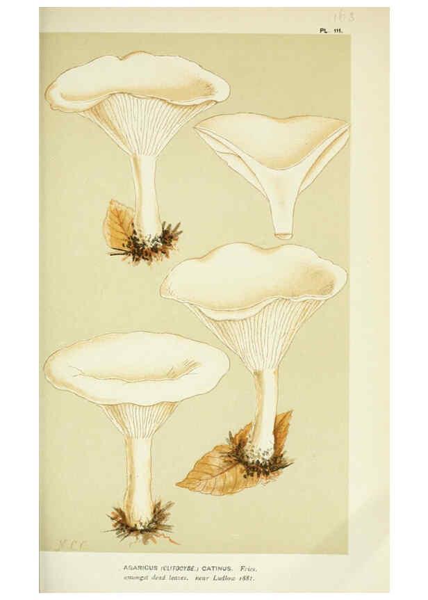 Reproducción/Reproduction 6055648257: Illustrations of British fungi (Hymenomycetes) London,Williams and Norgate,1881-91