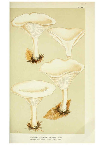 Reproducción/Reproduction 6055648257: Illustrations of British fungi (Hymenomycetes) London,Williams and Norgate,1881-91