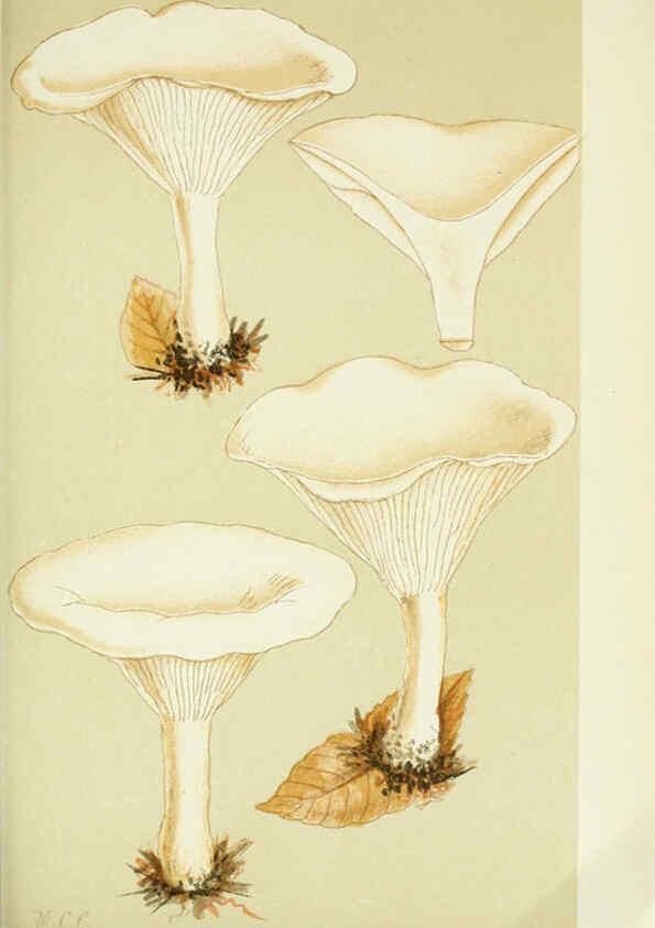 Reproducción/Reproduction 6055648257: Illustrations of British fungi (Hymenomycetes) London,Williams and Norgate,1881-91