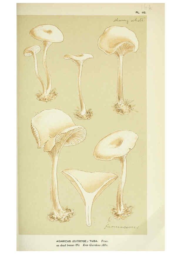 Reproducción/Reproduction 6056195438: Illustrations of British fungi (Hymenomycetes) London,Williams and Norgate,1881-91