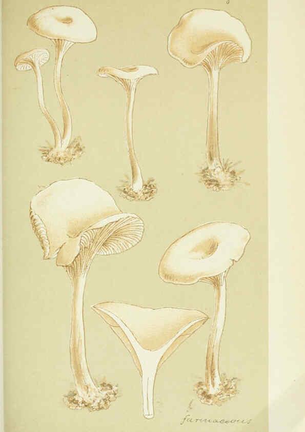 Reproducción/Reproduction 6056195438: Illustrations of British fungi (Hymenomycetes) London,Williams and Norgate,1881-91