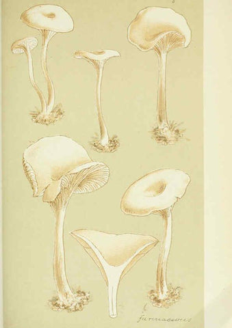 Reproducción/Reproduction 6056195438: Illustrations of British fungi (Hymenomycetes) London,Williams and Norgate,1881-91
