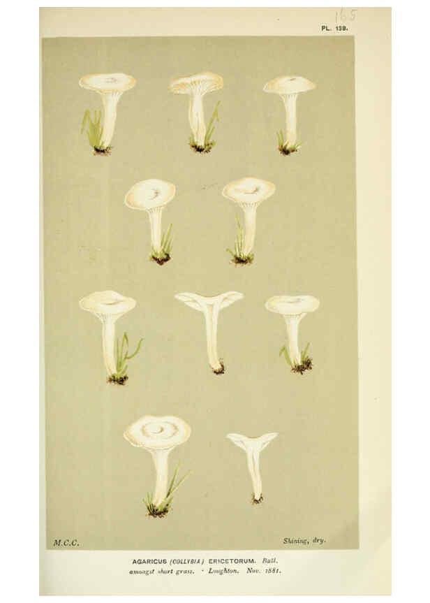 Reproducción/Reproduction 6056195688: Illustrations of British fungi (Hymenomycetes) London,Williams and Norgate,1881-91