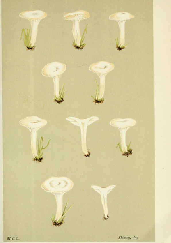 Reproducción/Reproduction 6056195688: Illustrations of British fungi (Hymenomycetes) London,Williams and Norgate,1881-91