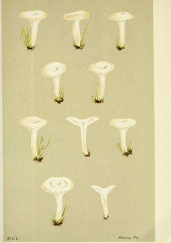 Reproducción/Reproduction 6056195688: Illustrations of British fungi (Hymenomycetes) London,Williams and Norgate,1881-91